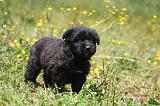 BOUVIER DES FLANDRES 466